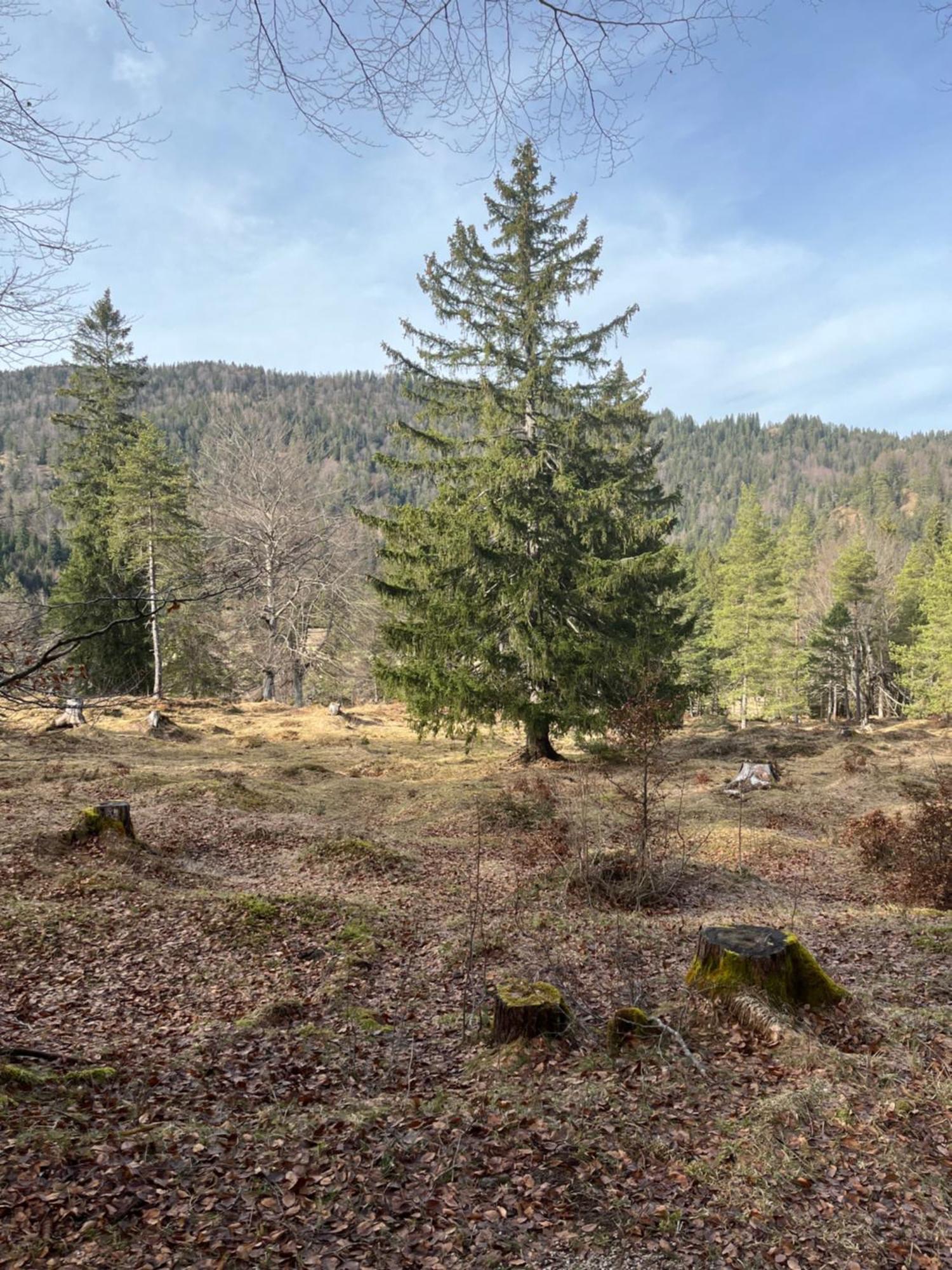 Fewo Lautersee Mittenwald Eksteriør bilde